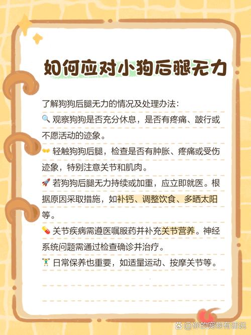 狗狗缺钙怎么办