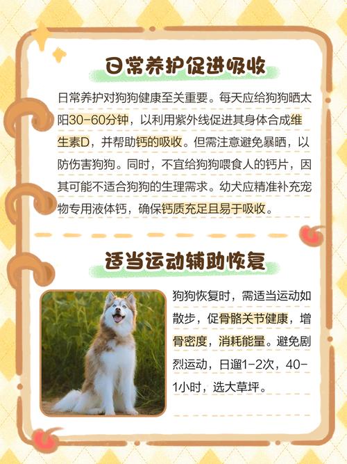 狗狗缺钙吃什么补钙最快