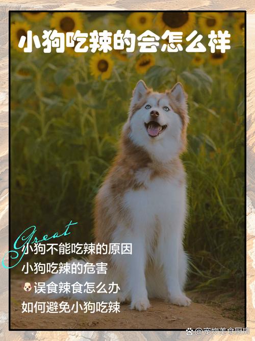 狗狗能不能吃鸡翅