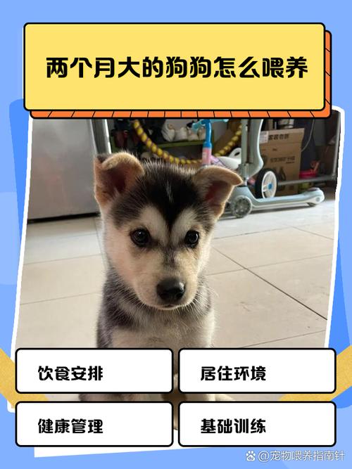 两个月大的狗狗喂鸡翅可以吗?