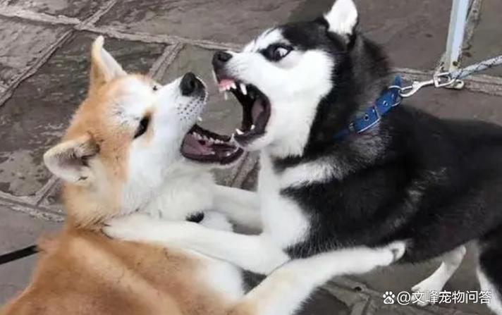 两只狗狗在一起打架,打得很凶,怎么办?急!!!