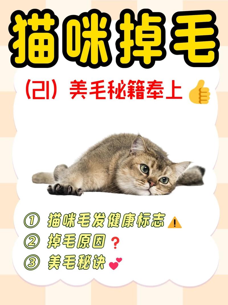 猫咪掉毛怎么处理