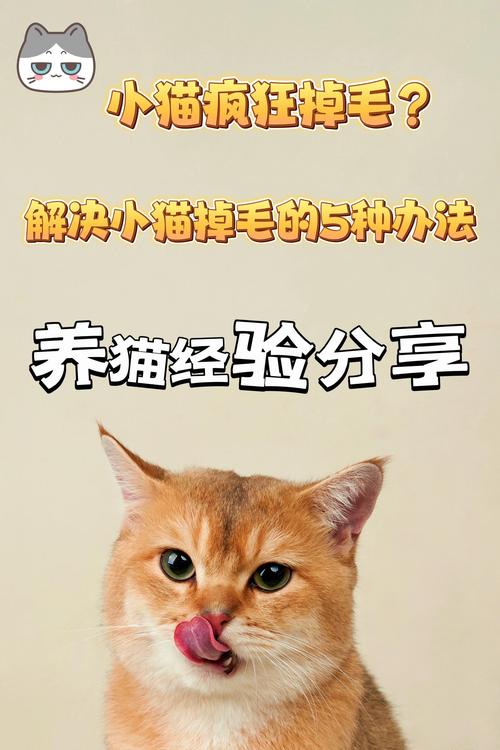 老人送我一只加菲猫,第一次养掉毛非常严重该怎么办?