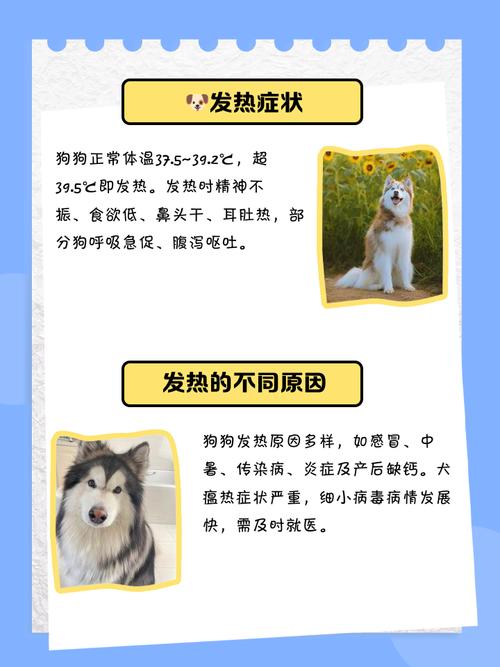 狗狗发烧的7种表现