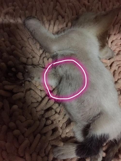 为什么猫咪胸毛前有骨头