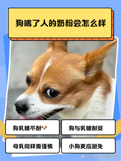 狗狗长期喝羊奶粉好吗