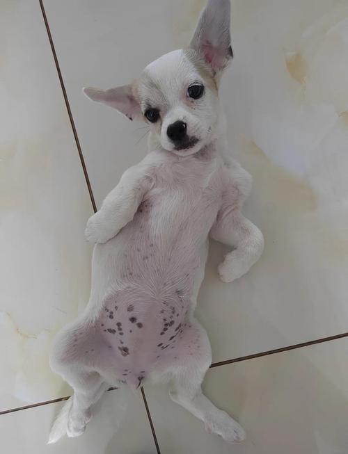 狗狗得细小,病情好转的表现是什么?