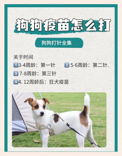 狗狗打预防针一般需要多长时间