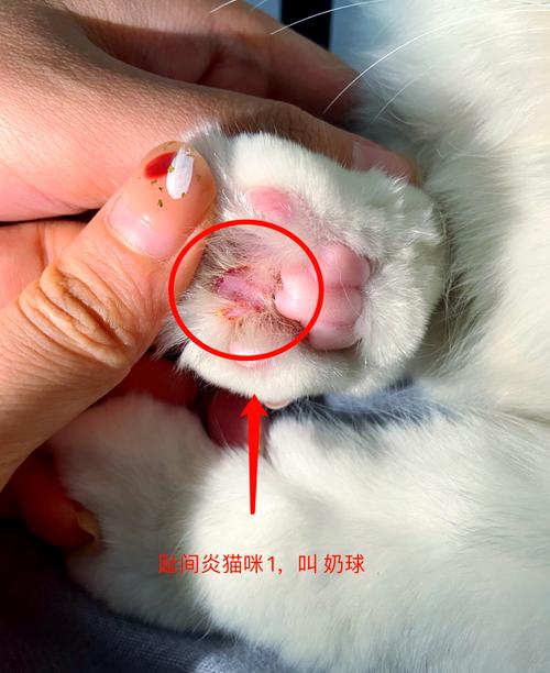 猫咪为什么脚肿着