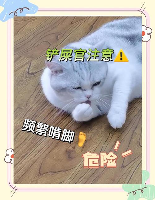 小猫脚被凳子压了一下脚,脚肿了怎么办?