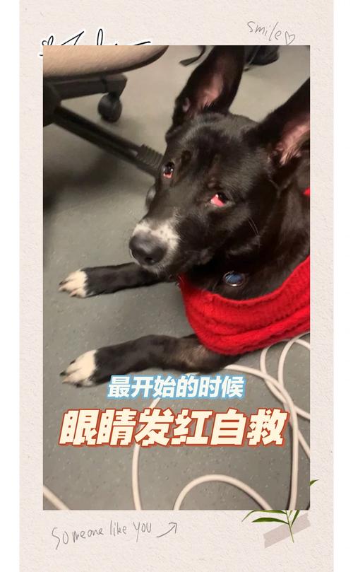 狗狗被蚊子咬了怎么办