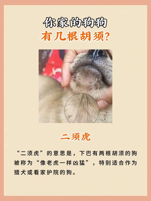 狗的胡须是越多越好还是越少越好呢?