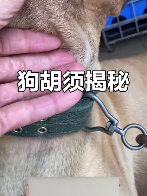 胡须对狗狗的重要性有哪些?