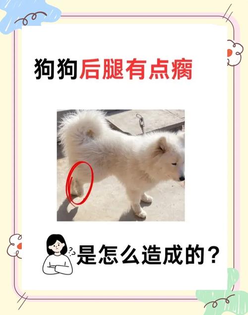 北海道犬走路时后腿弯曲是怎么回事?