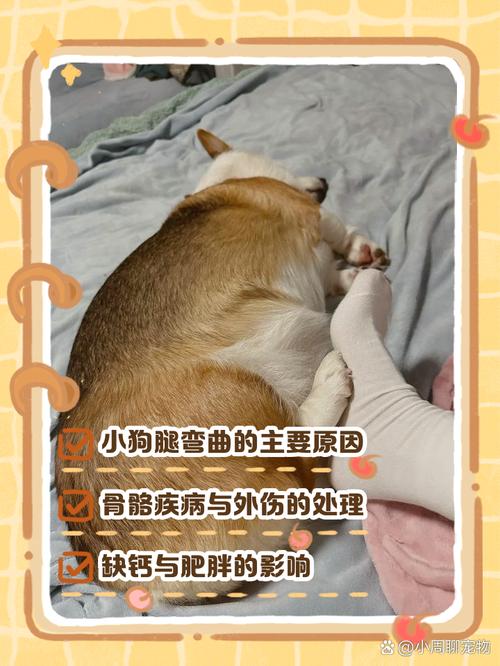 冠毛犬走路时后腿弯曲是怎么回事?