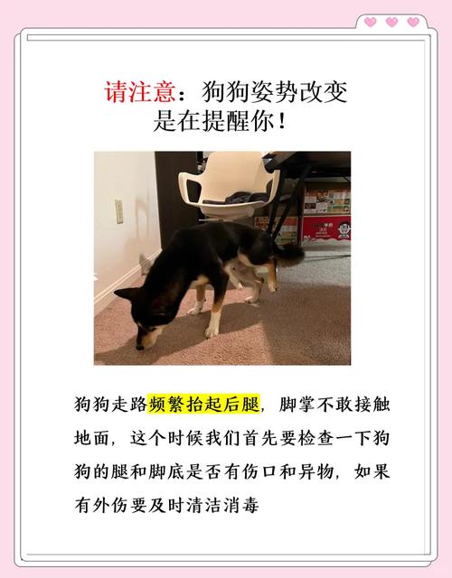 狗狗为什么后腿弯