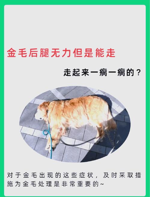 泰迪犬走路时后腿弯曲是怎么回事?