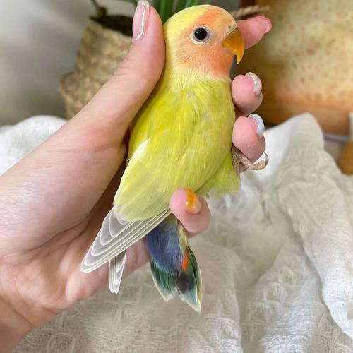 黄桃怎样处理才能喂给狗子?