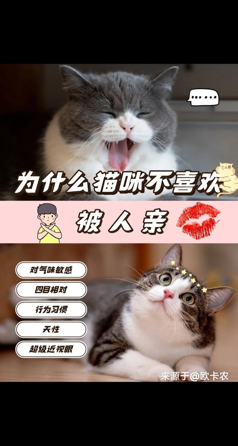 我喜欢养猫咪,但房东不让养,该怎么办呢?
