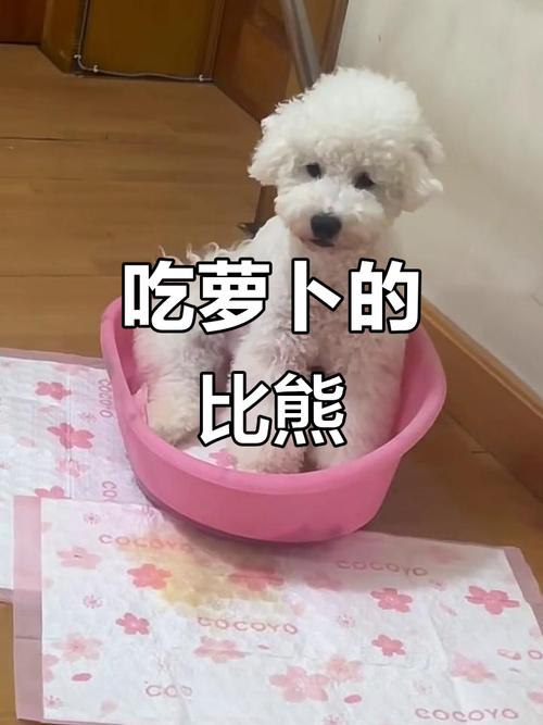 幼犬可以吃胡萝卜吗