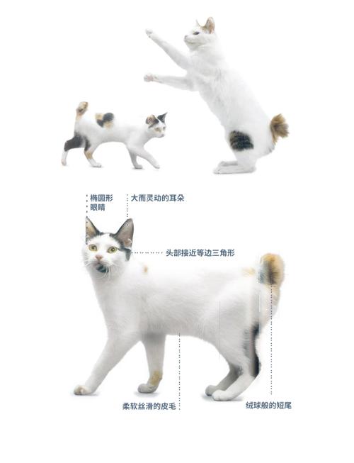 日本短尾猫没有精力老是睡觉是怎么回事?