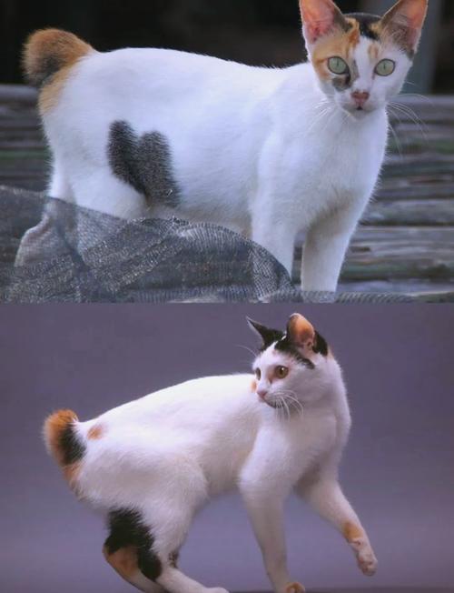 猫咪突然没精神总睡觉是怎么回事