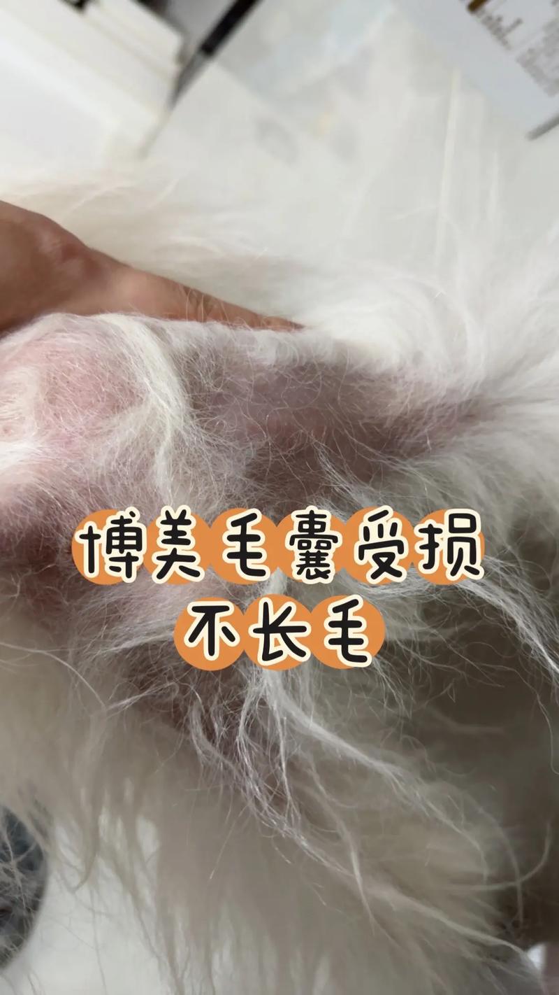狗狗毛囊受损不长毛怎么修复