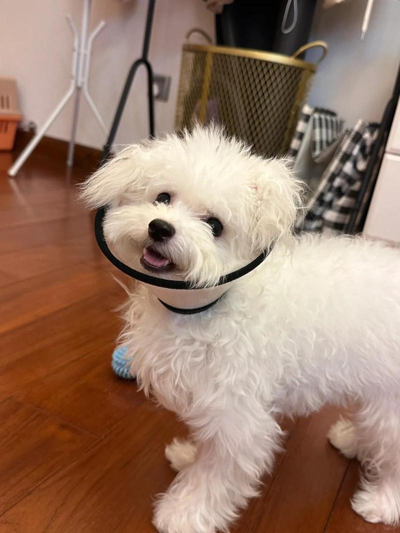 狗狗脚背上有一小块不长毛秃了有图?