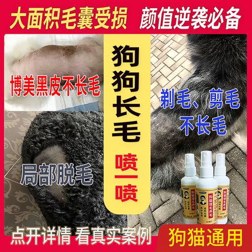 狗狗耳朵后面为什么不长毛