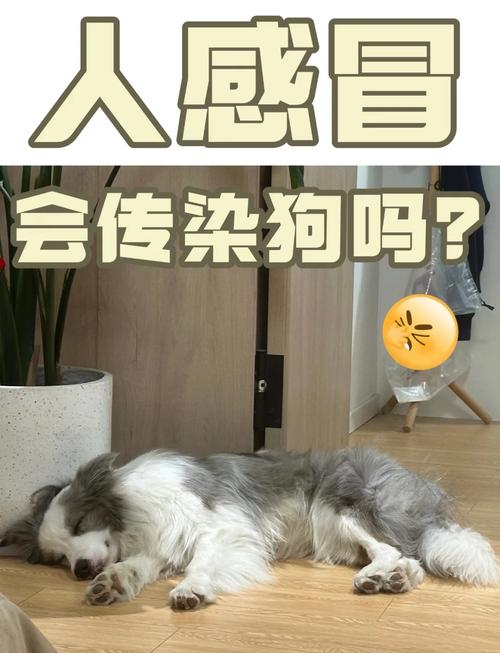 人感冒会传染给狗狗吗?