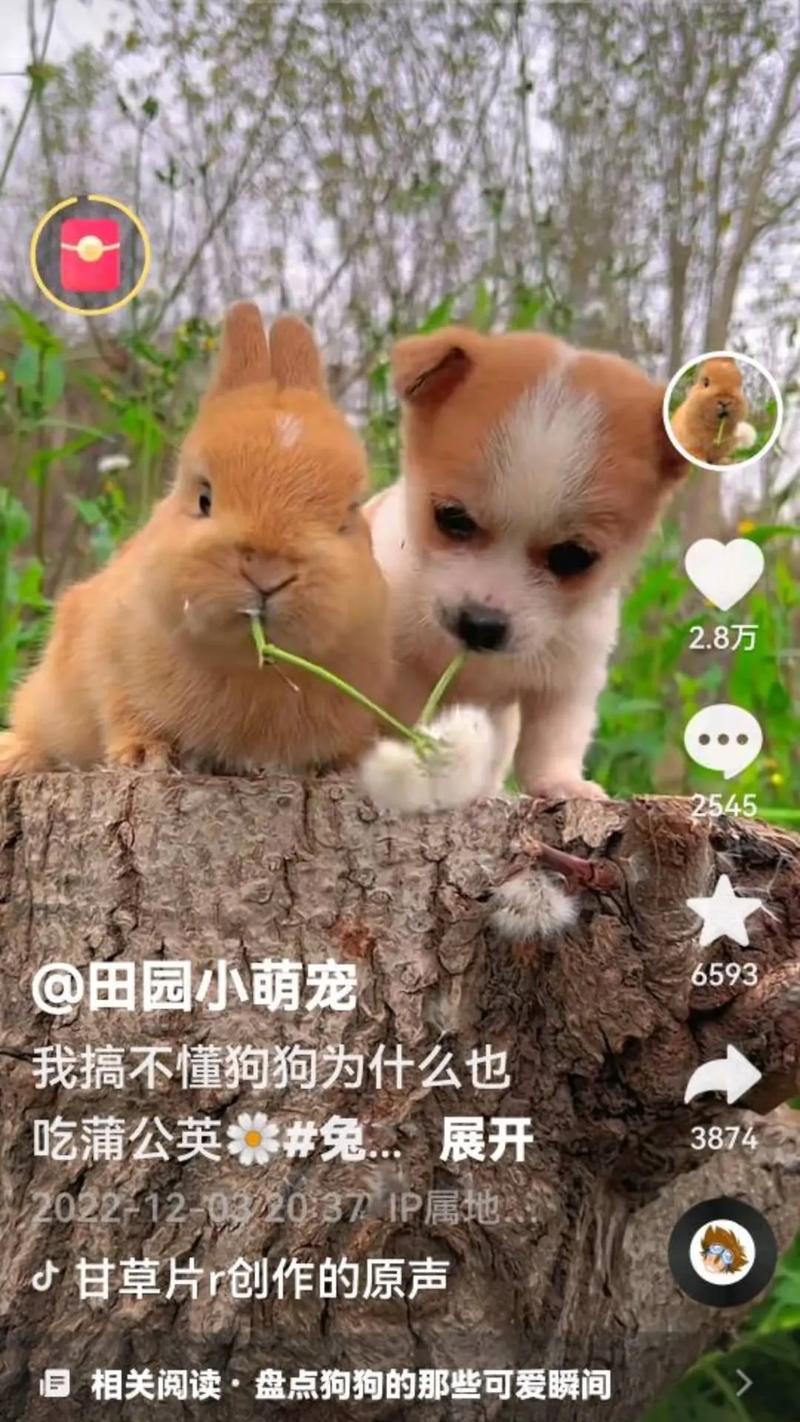 狗狗为什么吃蒲公英