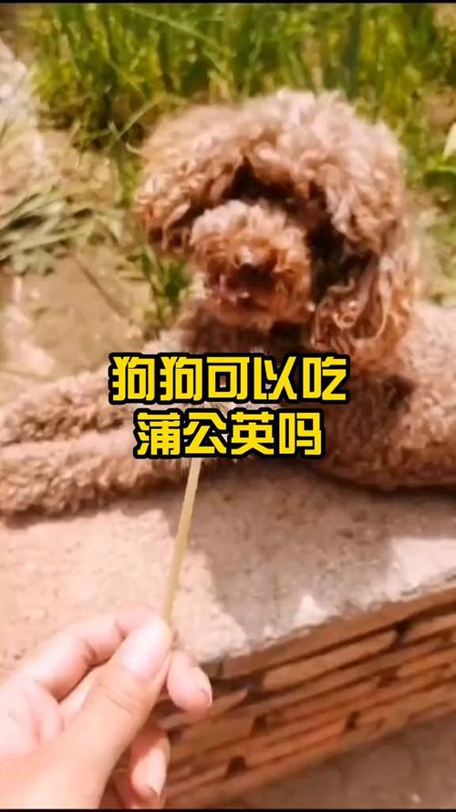 狗狗能吃蒲公英