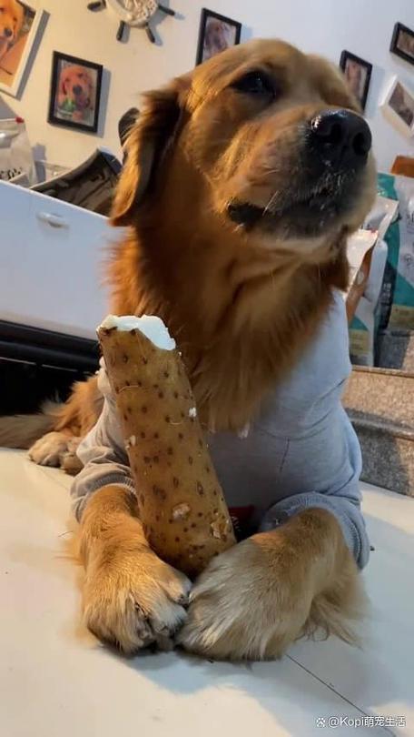 山药可以给狗狗吃吗?