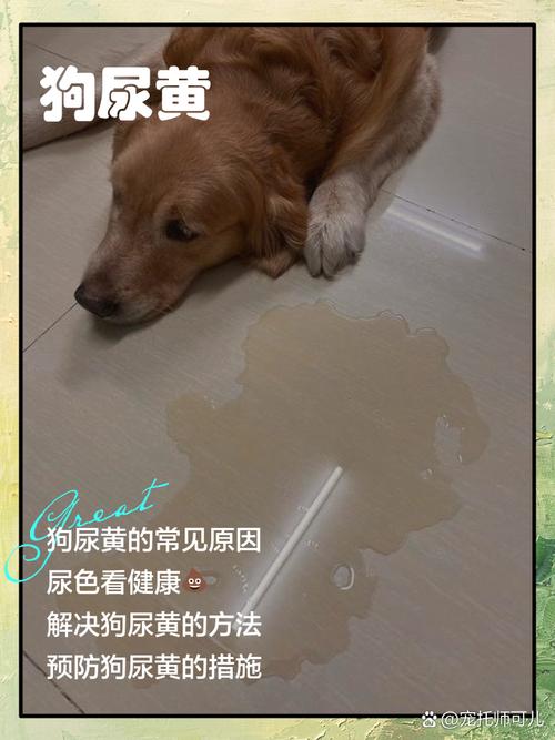 狗狗的尿液很黄很粘稠