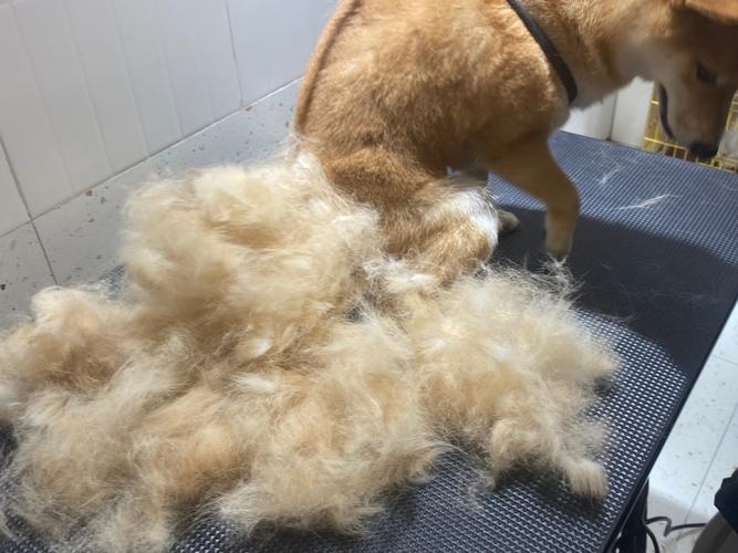 狗狗突然掉毛厉害