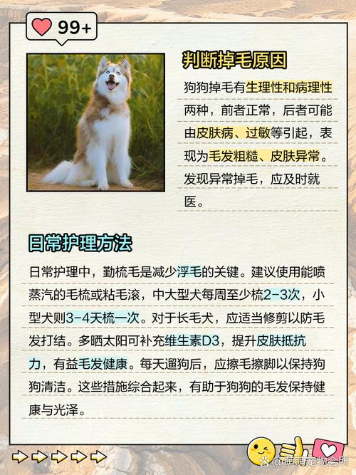 狗狗掉毛很厉害怎么办