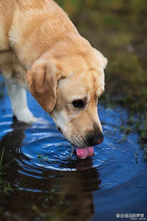 狗狗喝冰水好吗