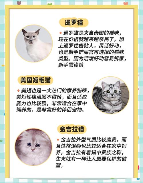 什么猫不掉毛好养排名?