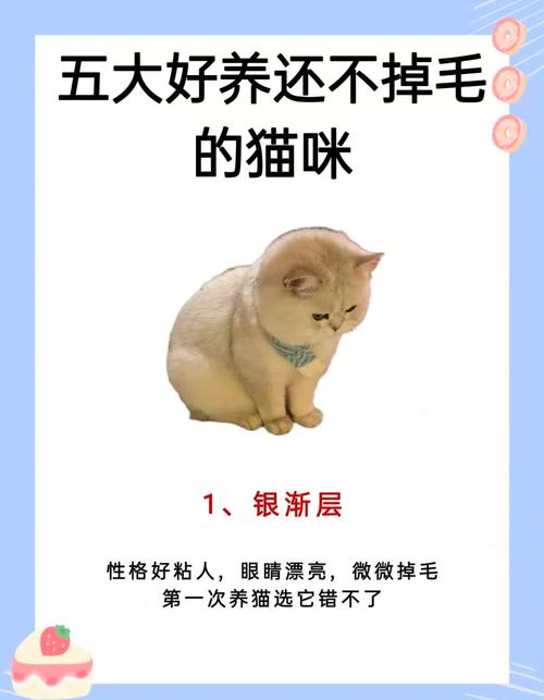 什么猫不掉毛最干净比较好养