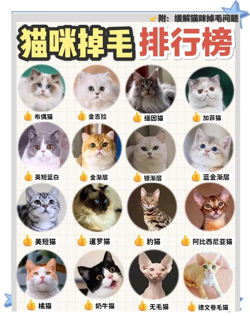 什么猫不掉毛好养排名