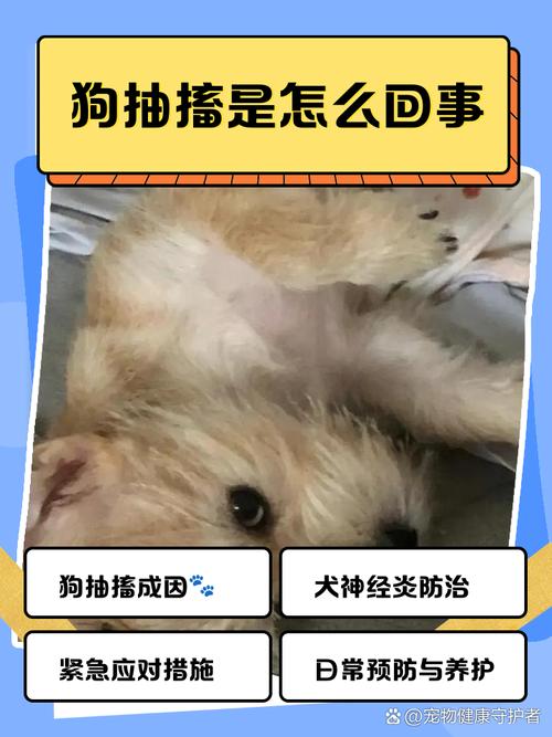 狗狗总是时不时的轻微抽搐(头部和颈部)是怎么回事啊?求高人帮忙指点...