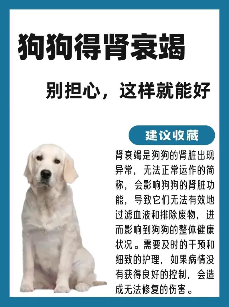 狗狗肾虚怎么办