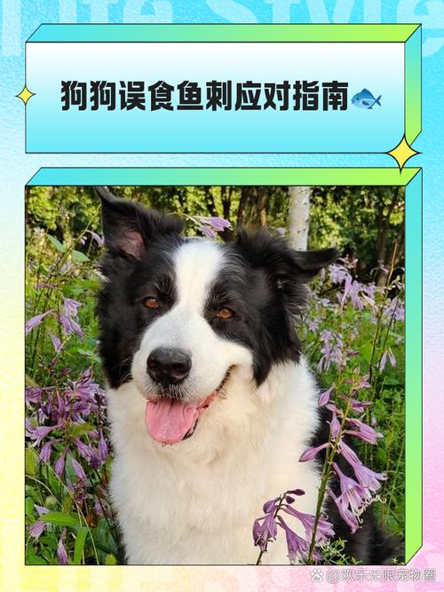 【急求】我的狗狗好像吃鱼卡到鱼刺了!!!可怎么办啊555