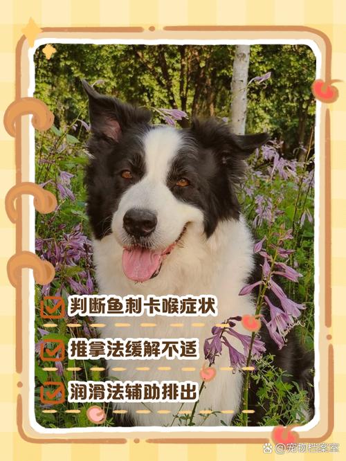 狗狗被鱼刺卡住了什么法子最有效