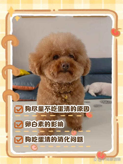 为什么不建议给柯基犬吃蛋清?