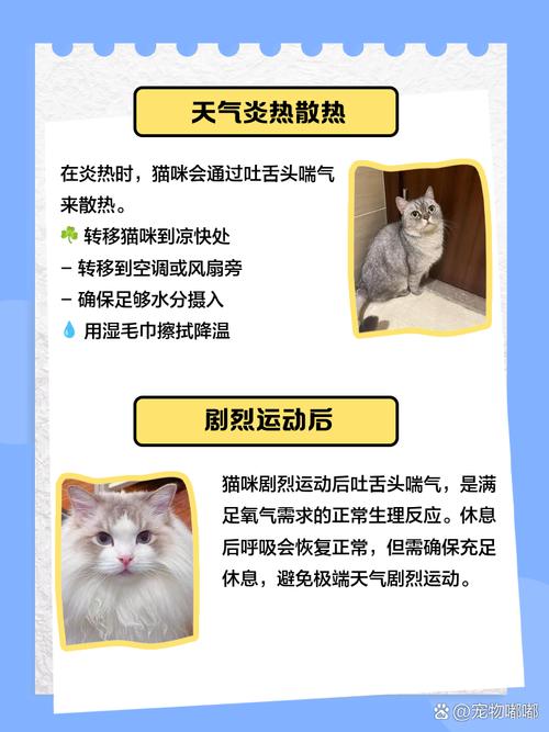 猫喘气呼吸急促吐舌头是怎么了?