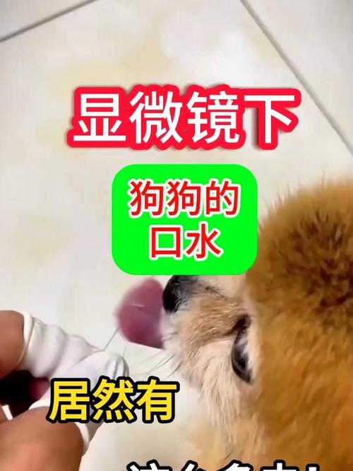 狗狗的口水有细菌吗