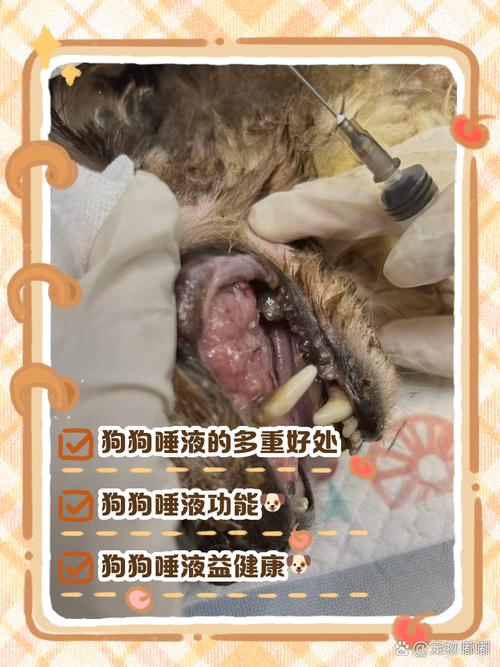狗狗唾液、口水有毒吗?