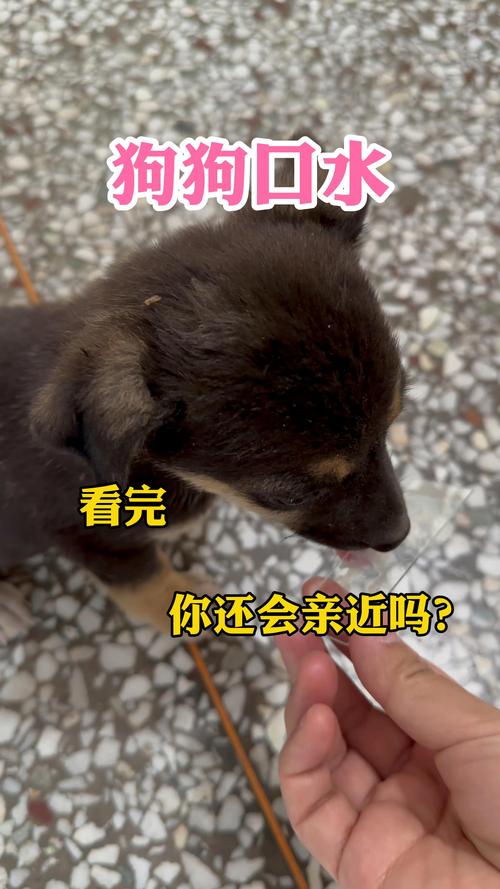 狗狗的口水有细菌吗?