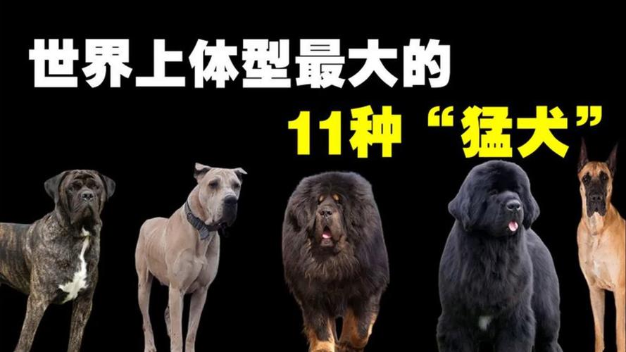 世界上前十体型最大的狗(大型狗狗排名榜前十名)
